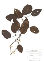 藏品(臺灣赤楊(臺灣榿木))的圖片